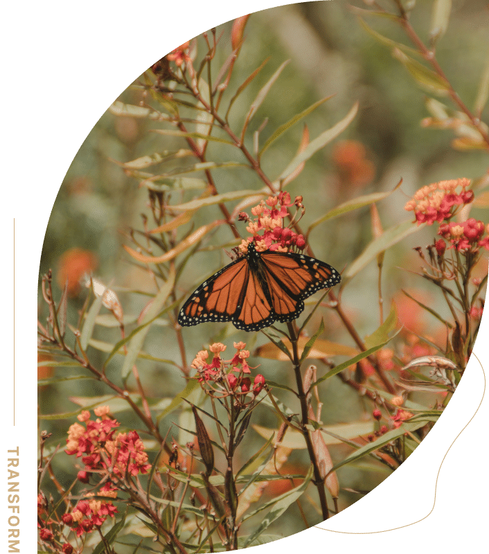Healing and transformation with an Ogden anxiety therapist, guiding clients to overcome stress and anxiety.