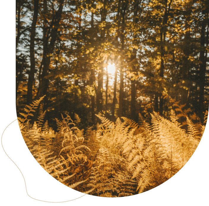 Sunlight filtering through trees, symbolizing clarity and healing through Brainspotting therapy.