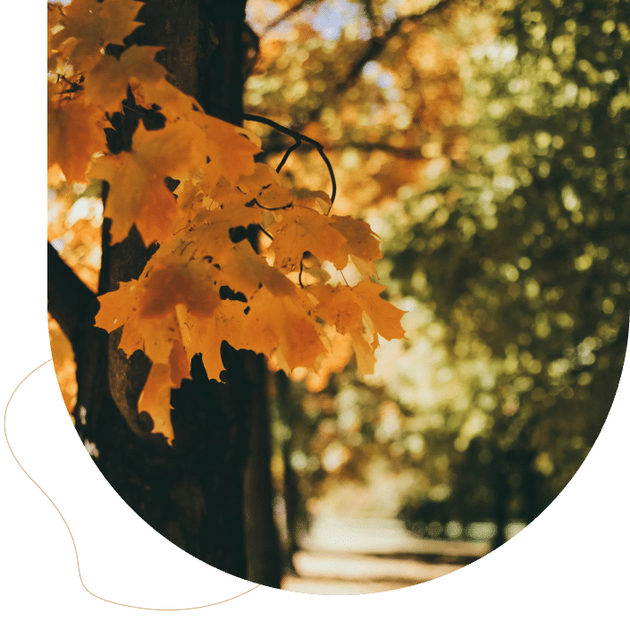 Autumn leaves in soft sunlight symbolizing body-mind awareness in Sensorimotor Psychotherapy.