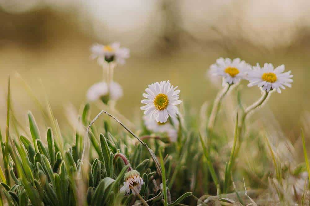 EMDR-flower-img