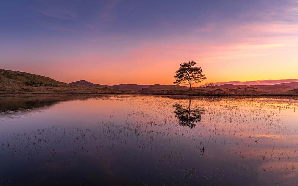EMDR-nature-img