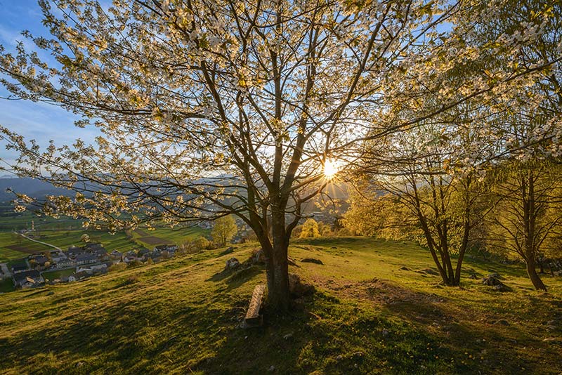 The sun shines through a tree on a hill overlooking a village.