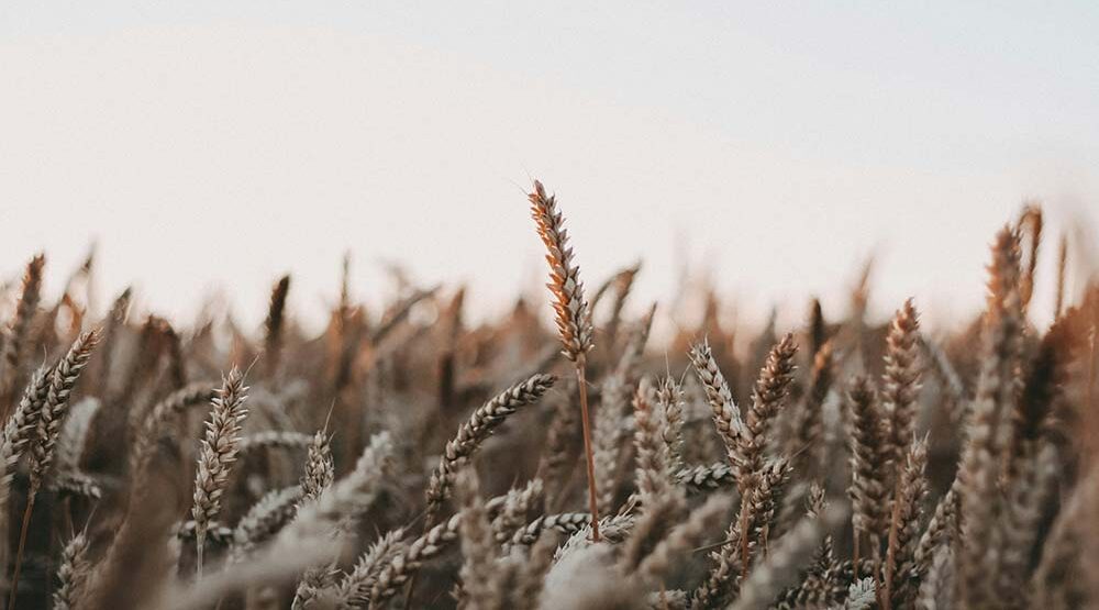 Close-up of golden wheat field under a pale sky.