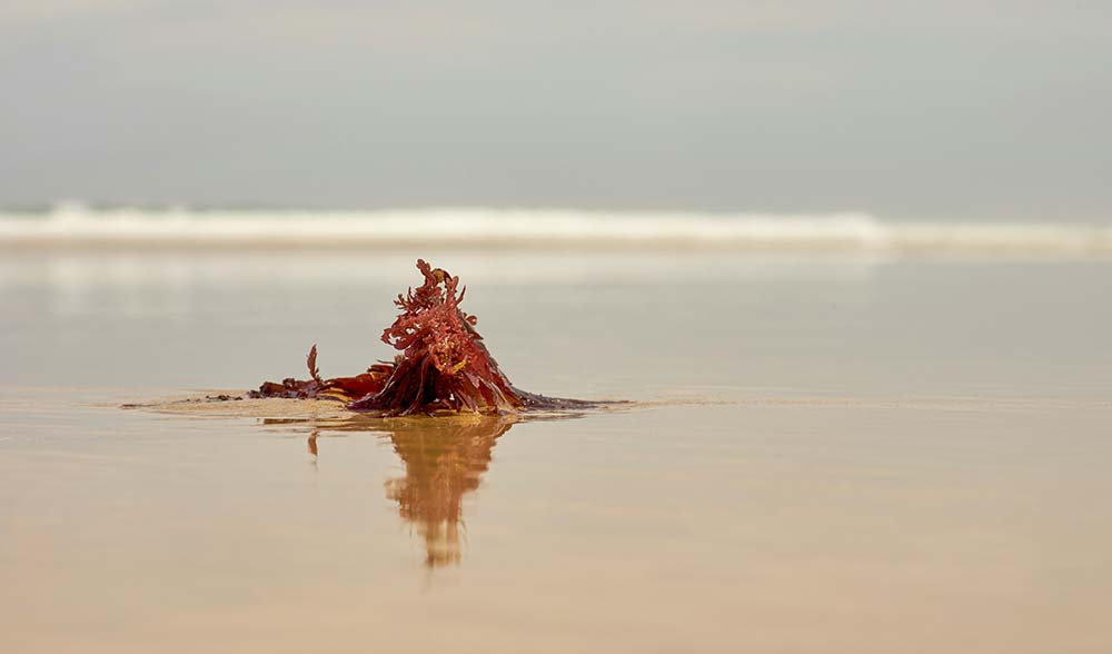 Red seaweed reflecting on wet sand at the beach.