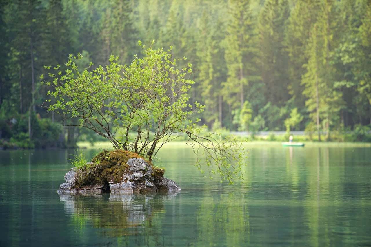Small tree growing on a rock in a calm lake, symbolizing quiet resilience and hidden inner tension.