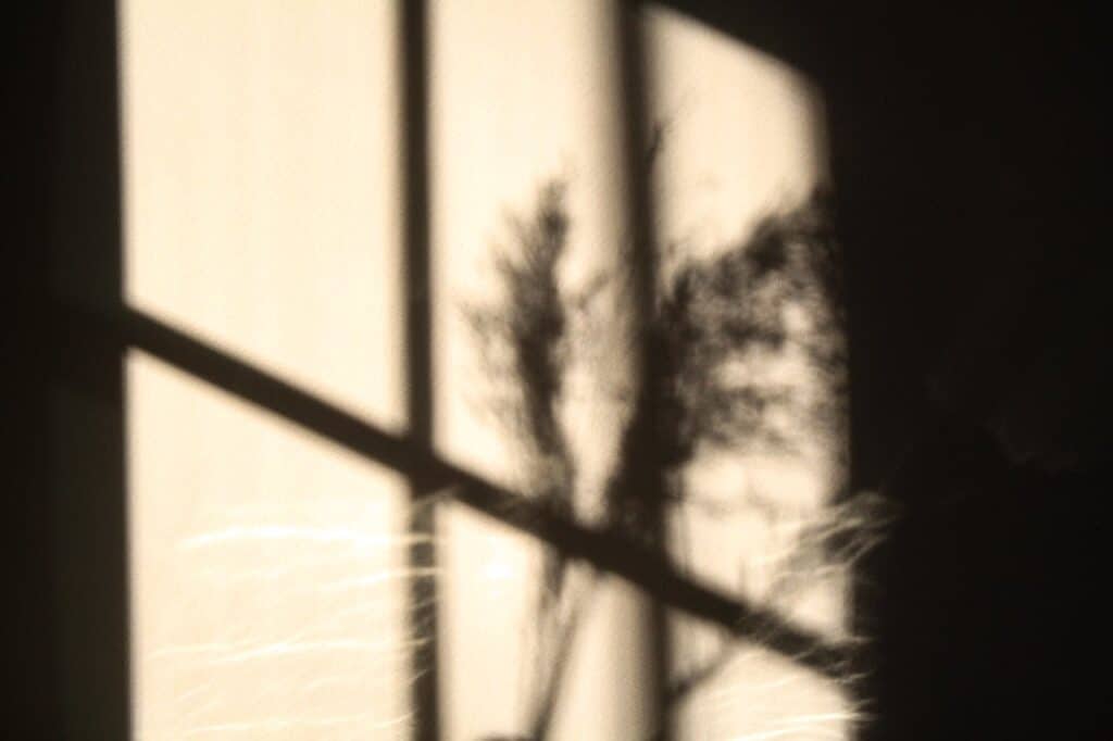 Soft shadows of a plant through a sunlit window, creating a calm and reflective atmosphere.