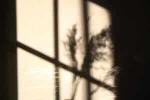 Soft shadows of a plant through a sunlit window, creating a calm and reflective atmosphere.