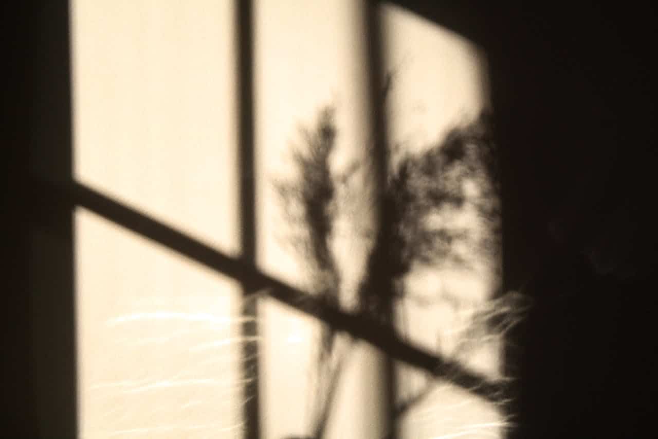 Soft shadows of a plant through a sunlit window, creating a calm and reflective atmosphere.